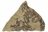 Fossil Fish (Gosiutichthys) Mortality Plate - Wyoming #212117-1